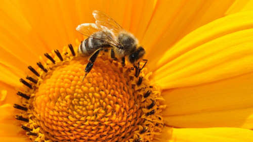 ProBiotyki dla pszczół - ApiBioFarma